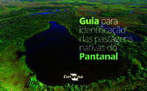 Thumbnail de Guia para identificação das pastagens nativas do Pantanal.