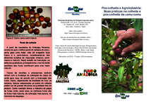 Thumbnail de Pós-colheita e agroindústria: boas práticas na colheita e pós-colheita de camu-camu.