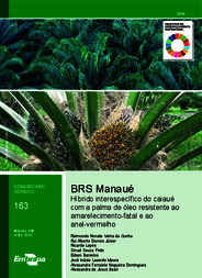 Thumbnail de BRS Manaué: híbrido interespecífico do caiaué com a palma de óleo resistente ao amarelecimento-fatal e ao anel-vermelho.