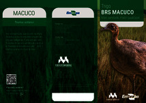 Thumbnail de Trigo BRS MACUCO: mais sanidade, maior qualidade!