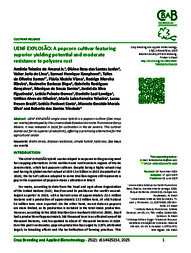 Thumbnail de UENF Explosão: a popcorn cultivar featuring superior yielding potential and moderate resistance to polysora rust.