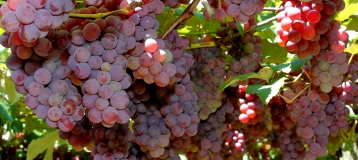 Uvas