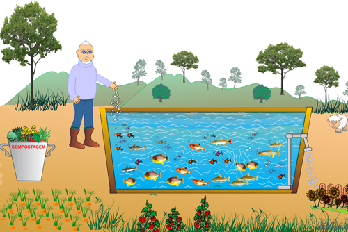 Avô de Amai, sr. Mazuco e sua criação de peixes em um tanque que aproveita a água para molhar a plantação de girassóis