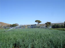 Sistema de irrigação por aspersão convencional