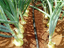 Sistemas de irrigação por gotejamento