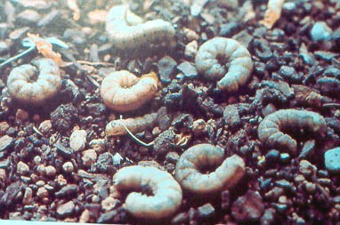 Lagarta Agrotis ipsilon Lagarta Agrotis ipsilon