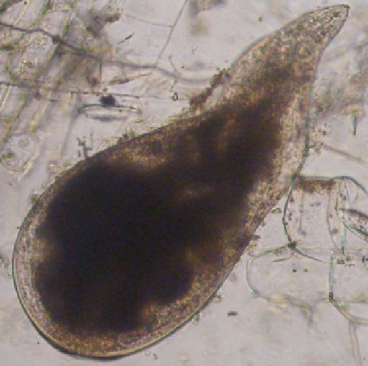 Fêmea de Meloidogyne spp. formato periforme (B). Fêmea de Meloidogyne spp. formato periforme (B).
