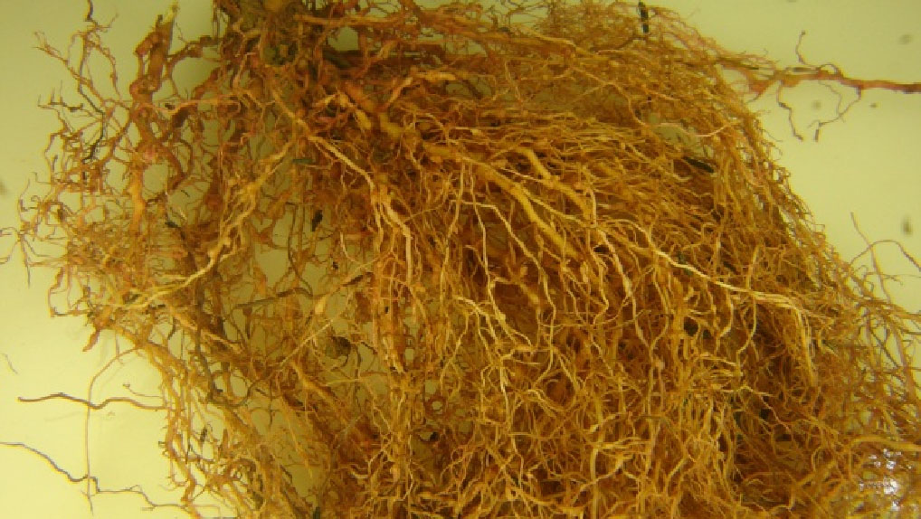 Galha nas raízes de pimenta Galha nas raízes de pimenta
