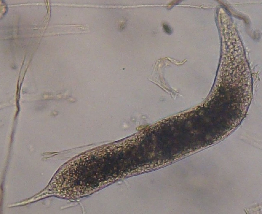 Juvenil de 4º estádio de Meloidogyne spp. (A). Juvenil de 4º estádio de Meloidogyne spp. (A).