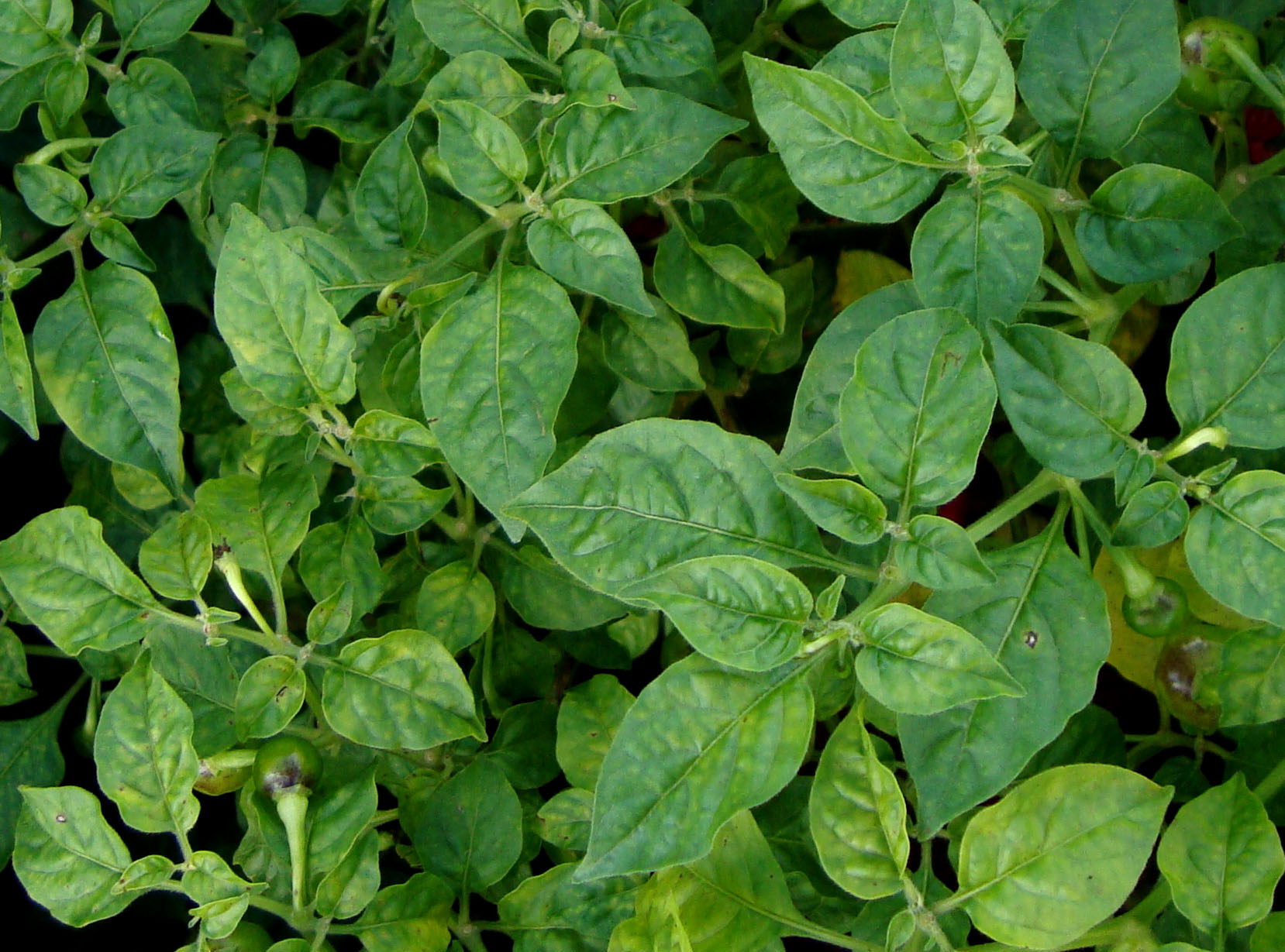 Infecção de pimenteira tipo bode com PepYMV Infecção de pimenteira tipo bode com PepYMV