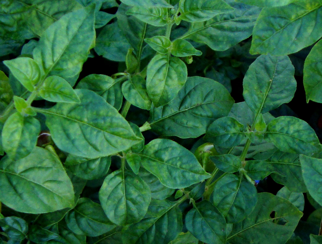 Infecção de pimenteira tipo bode com PVY. Infecção de pimenteira tipo bode com PVY.