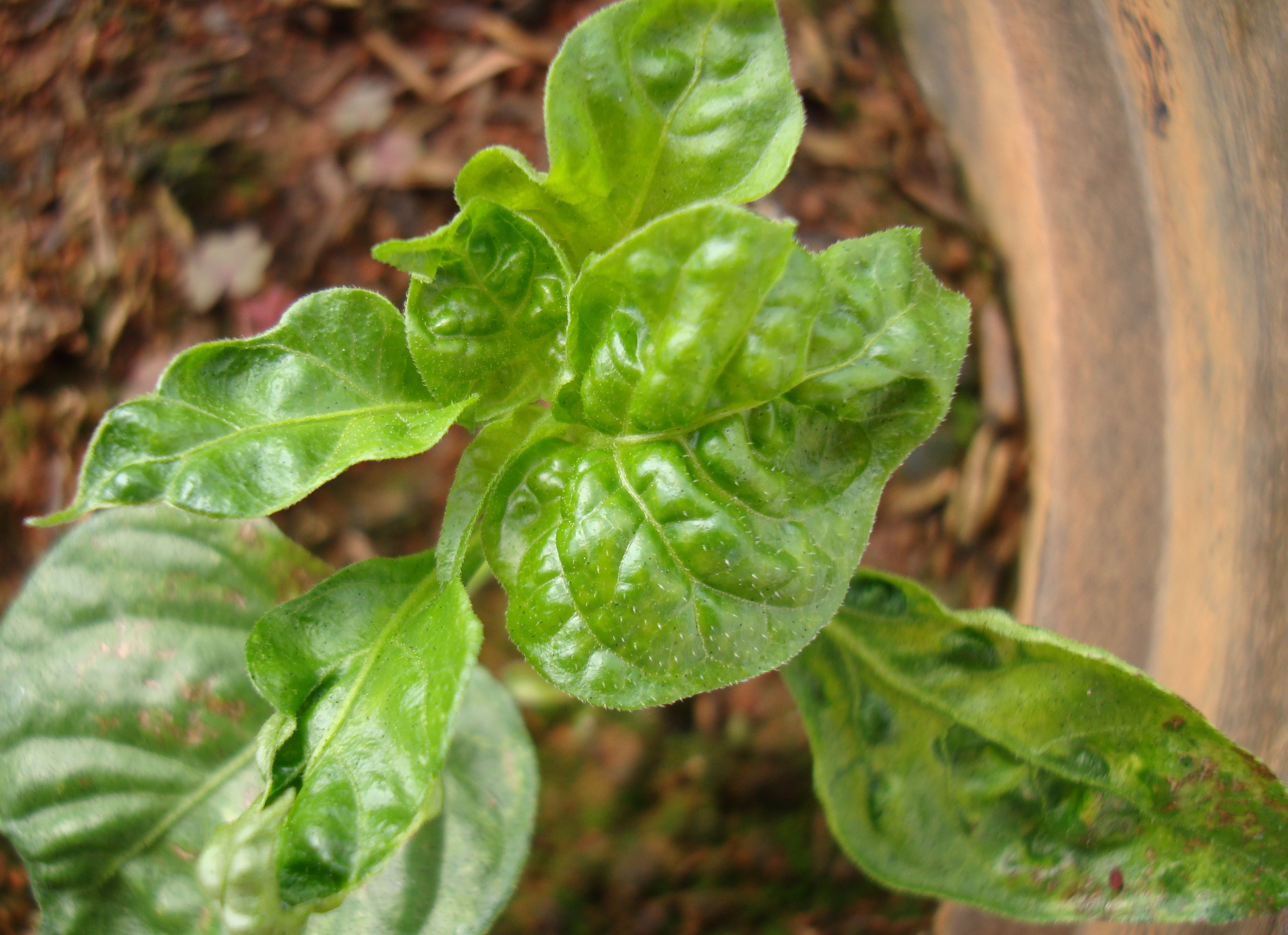 Sintomas de Tomato chlorotic spot virus (TCSV) em muda de Habanero. Sintomas de Tomato chlorotic spot virus (TCSV) em muda de Habanero.