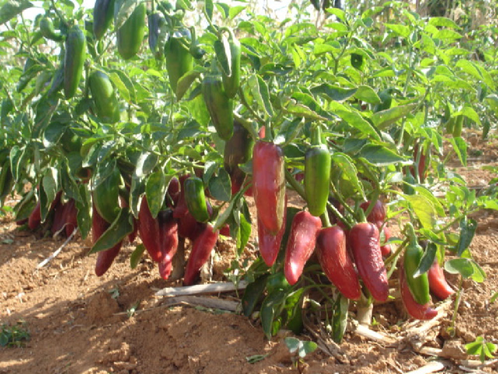 Cultivar BRS Sarakura