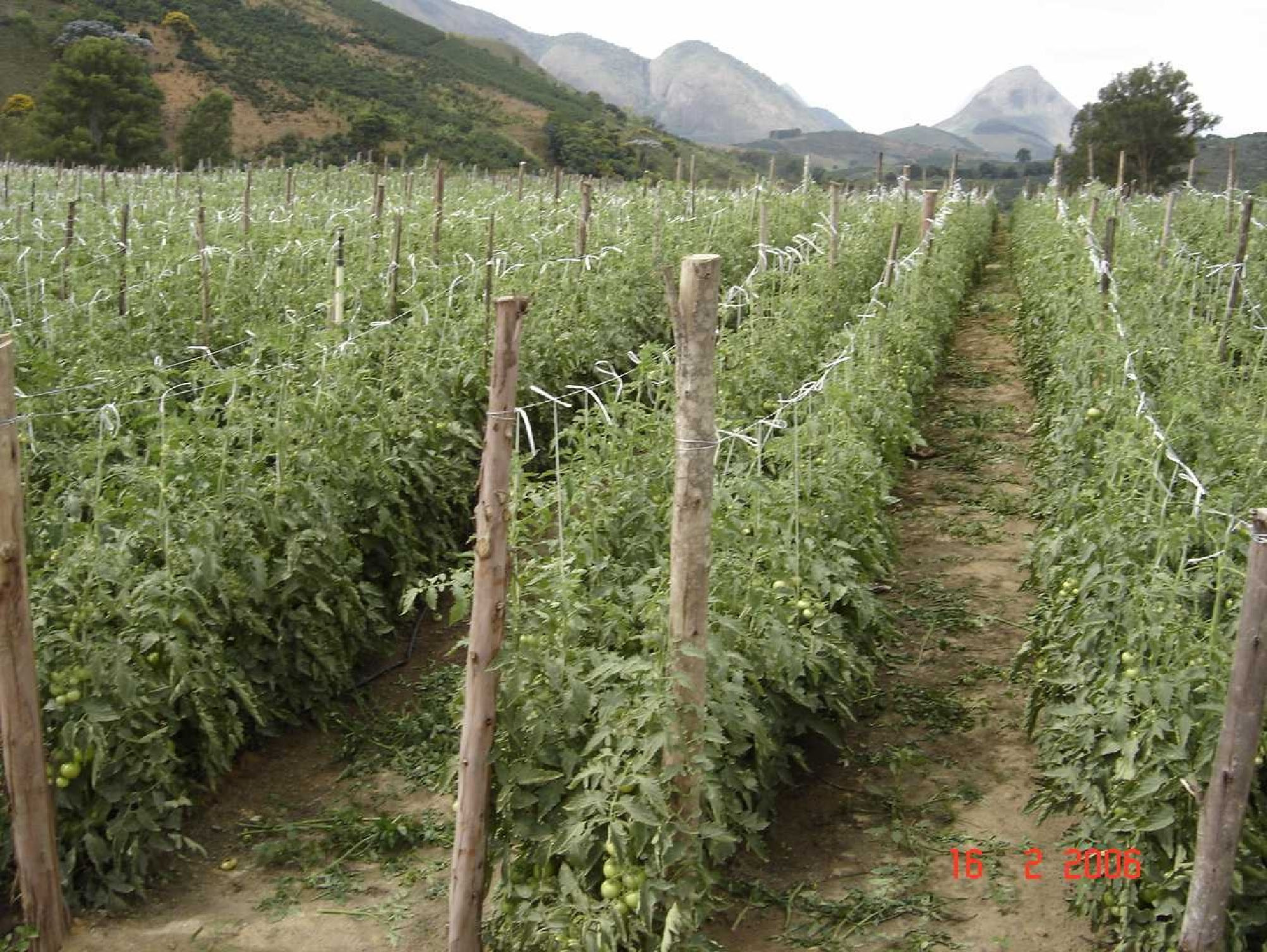 Tomate estaqueado com arame
