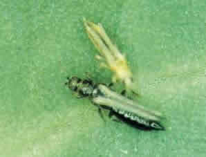 Tripes Frankliniella schultzei Tripes Frankliniella schultzei