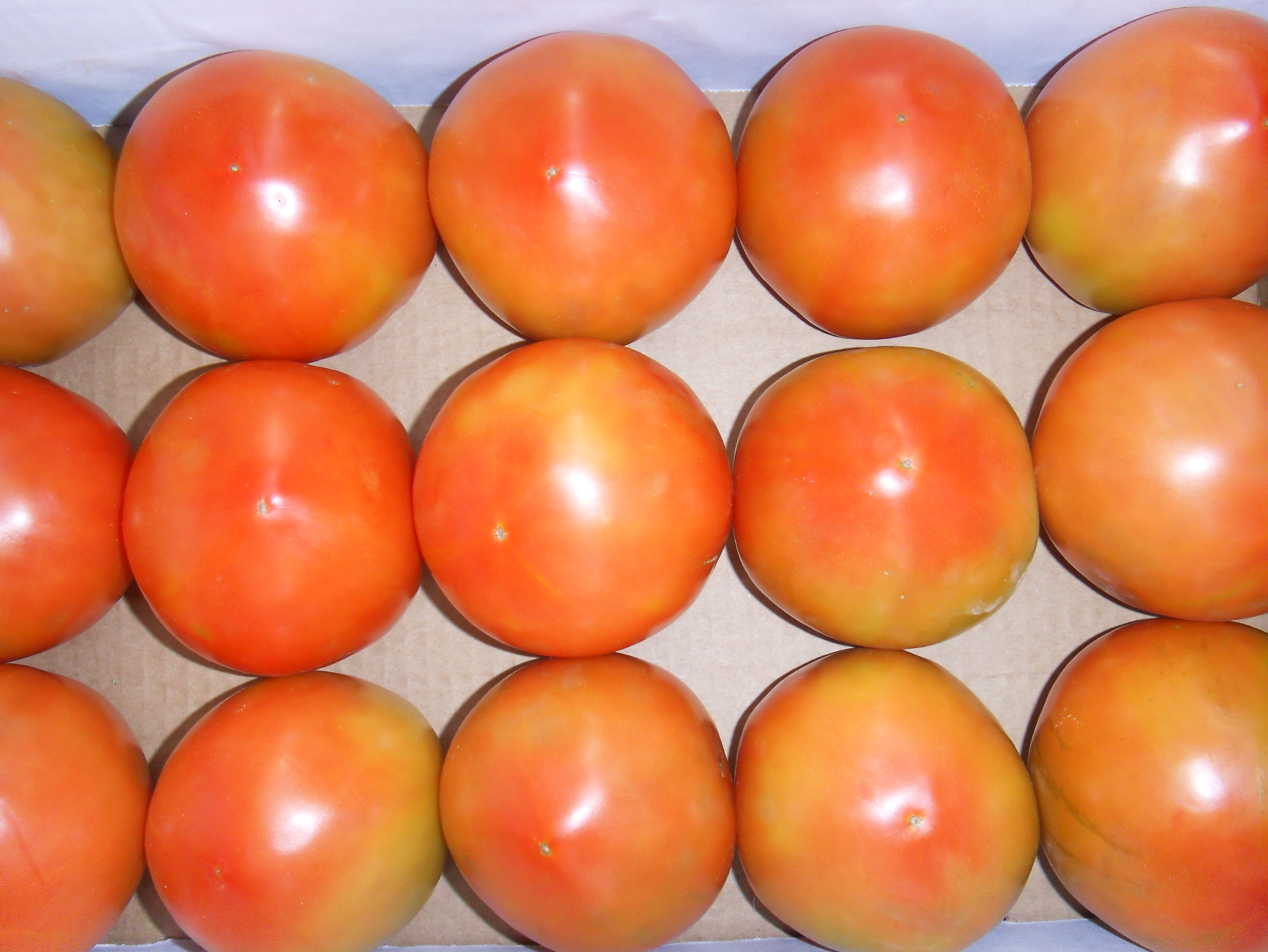 Tomate Grupo Salada