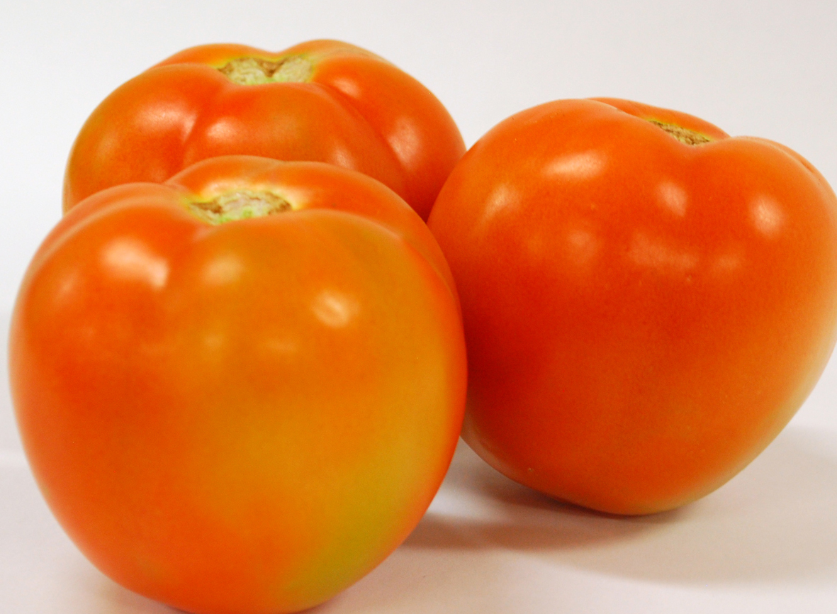 Tomate Santa Cruz