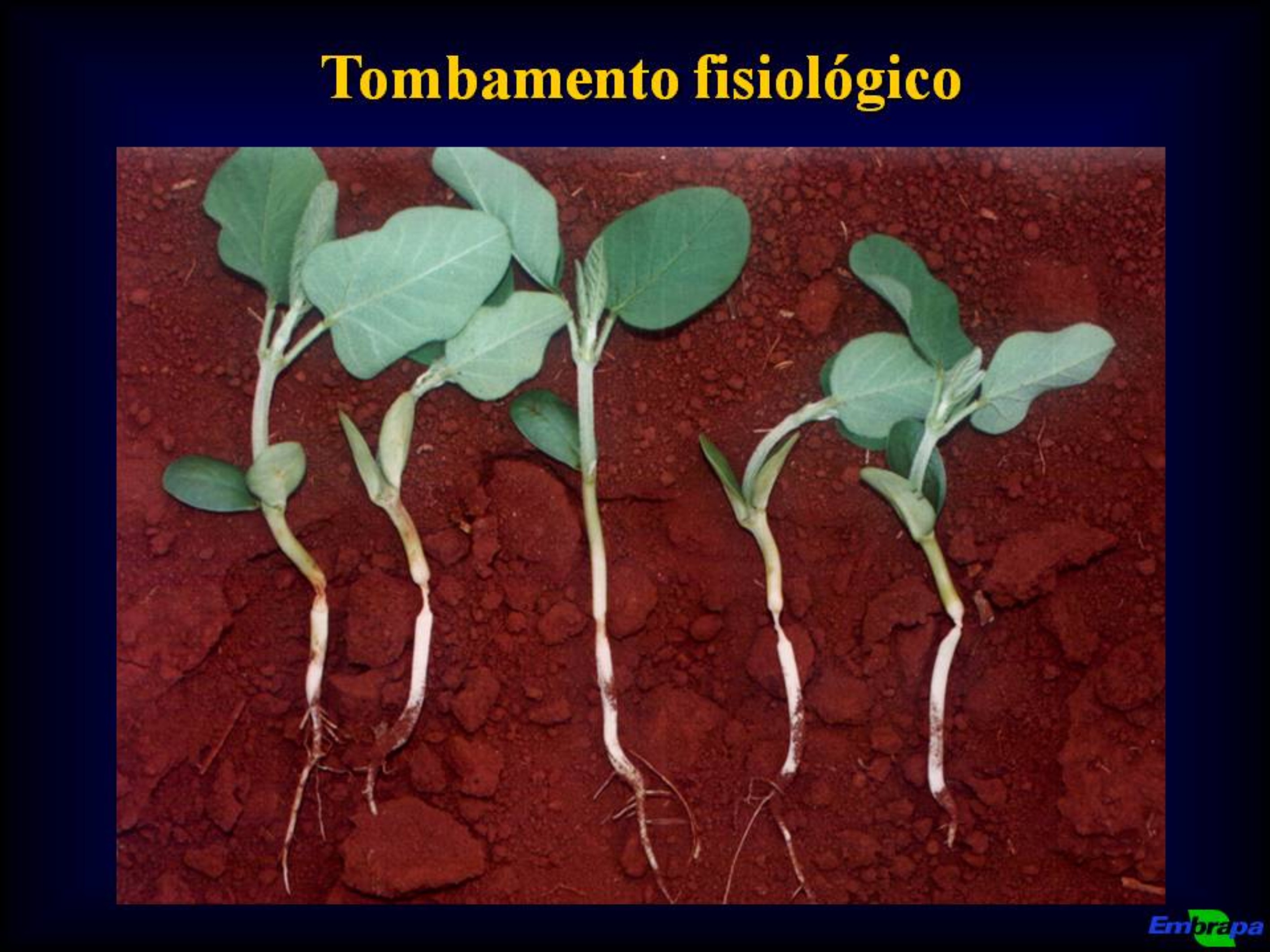 Plantulas no campo Plantulas no campo