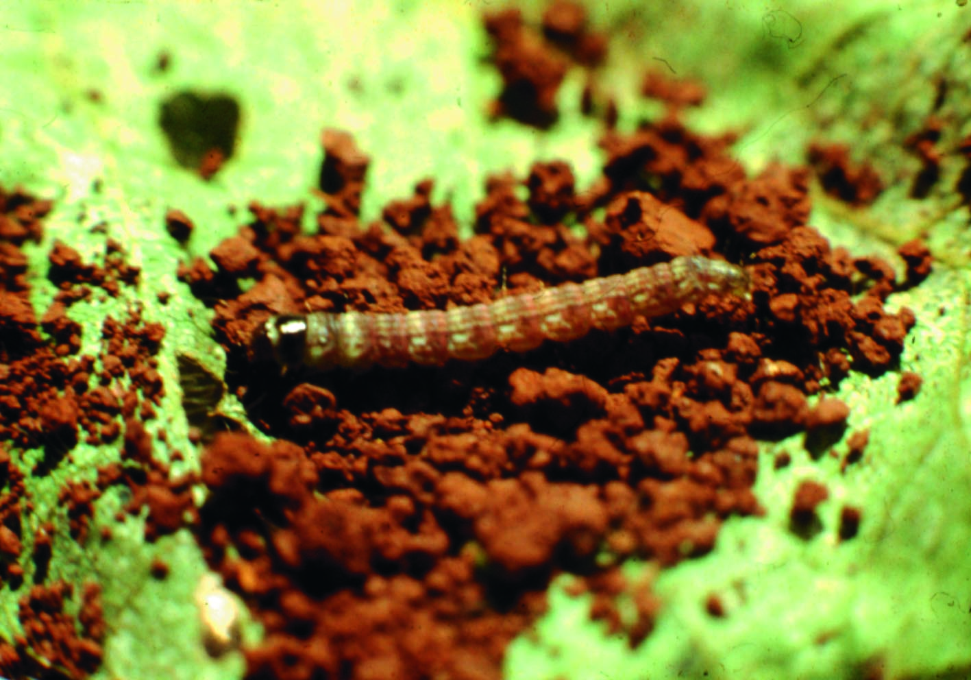 Lagarta elasmo Lagarta elasmo