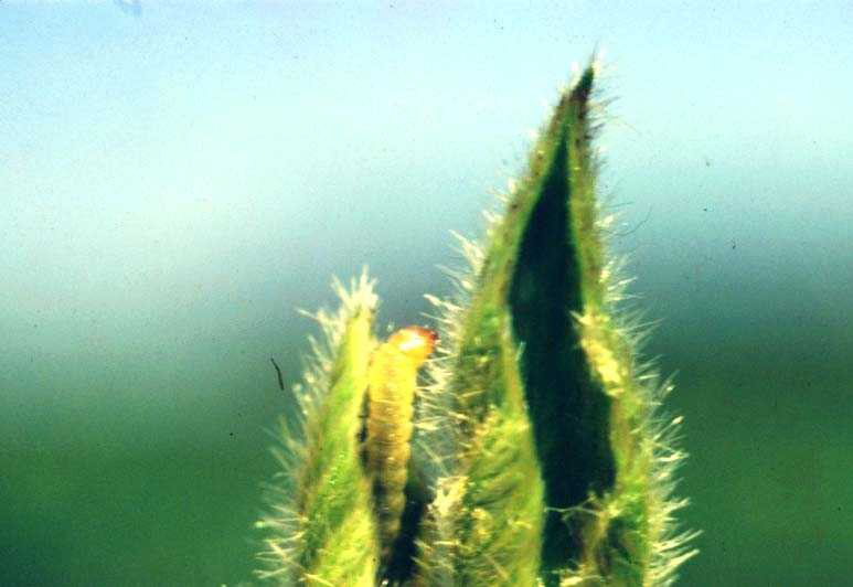 Crocidocema aporema Crocidocema aporema