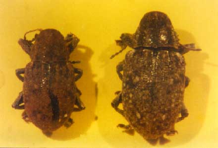 Cascudinhos Cascudinhos