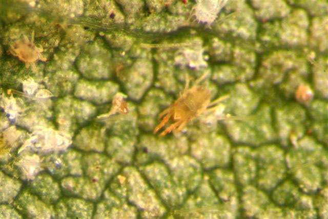 Tetranychus urticae Tetranychus urticae