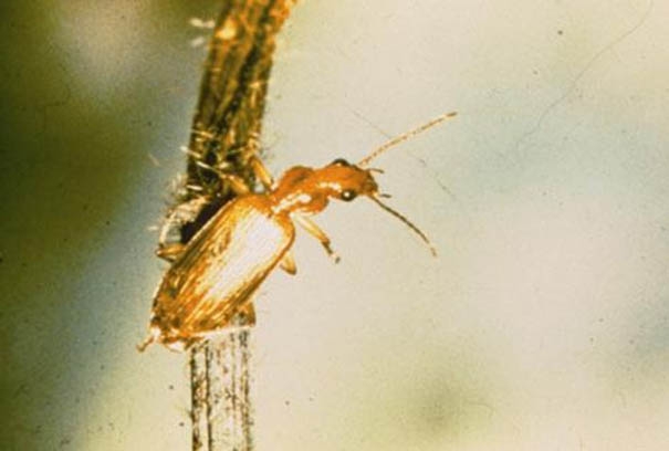 Callida sp.