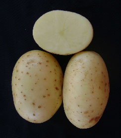 Cultivar Iapar Cristina