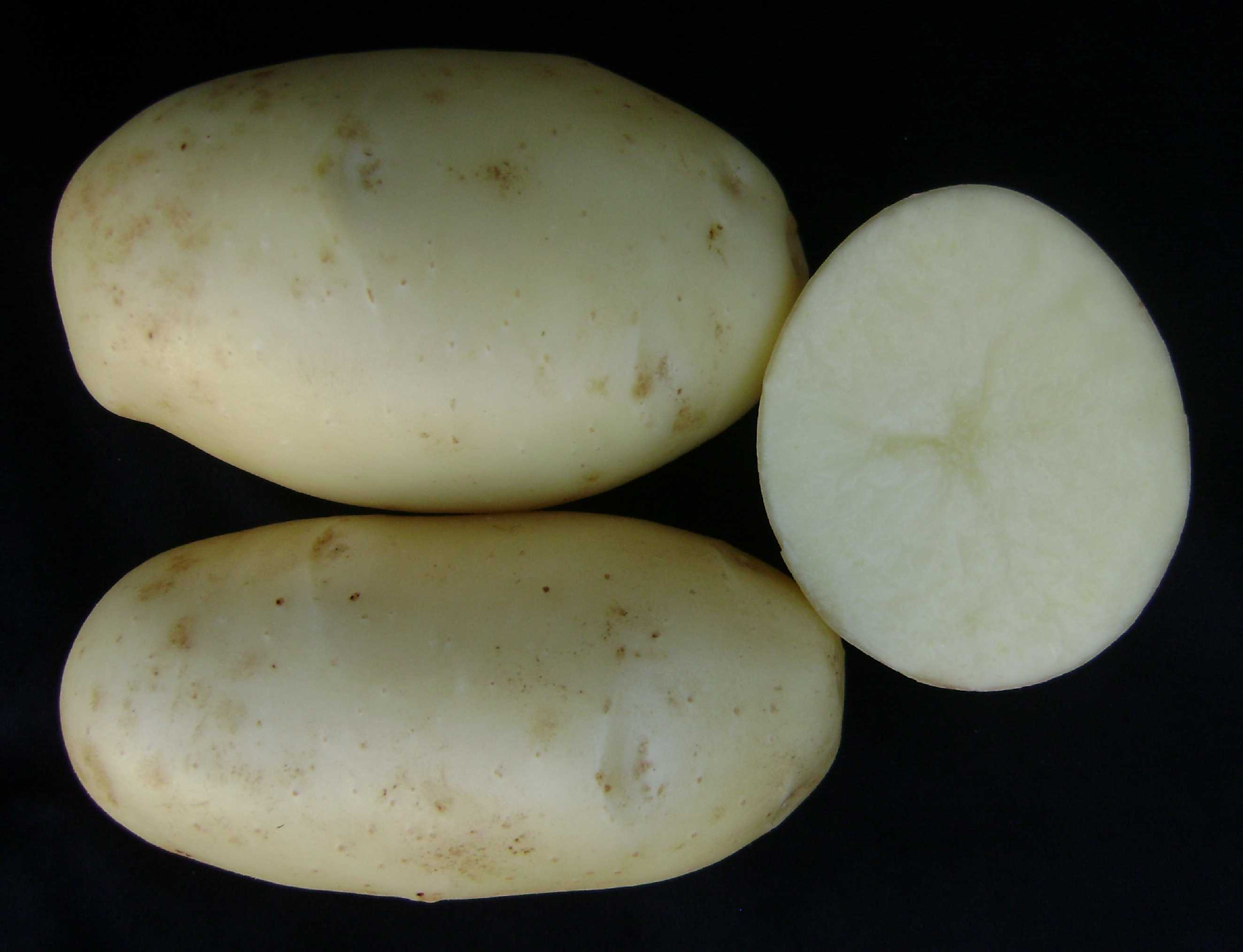 Cultivar BRS Clara