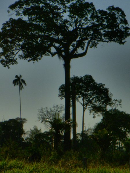 Castanheiras dispsersas na floresta