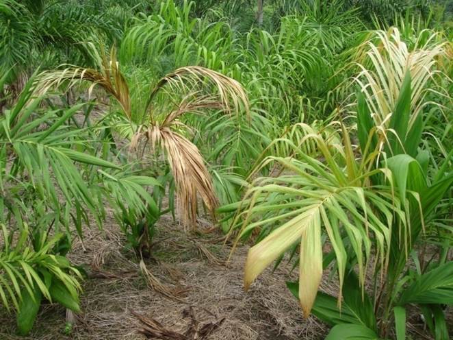 Distribuição das plantas com podridão do estipe no plantio