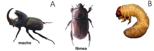 Diloboderus abderus