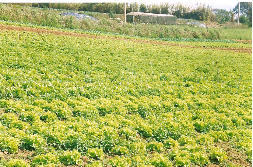 Plantação de alface