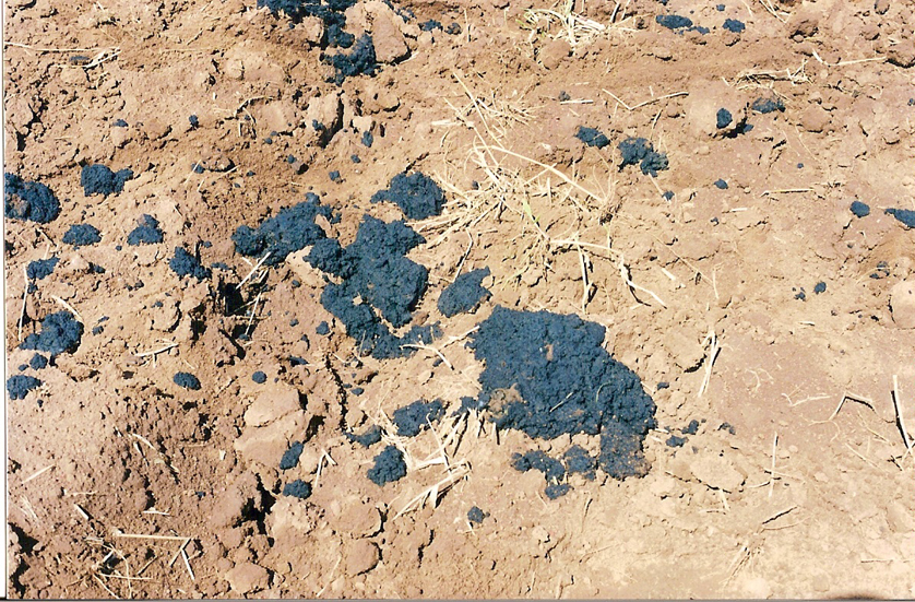 Lodo coomo fertilizante