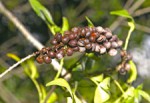 Pimenta-do-reino contra pragas