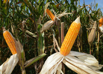 Embrapa Milho e Sorgo (Sete Lagoas/MG)
