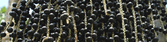 Açaí